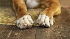 Разследват масово убийство на кучета край Разград