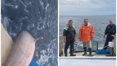 Рибари край Шабла извадиха рекорден звяр от морето - 260-сантиметрова есетра