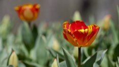 Ботаническата градина във Варна събира всички ботанически градини в Европа