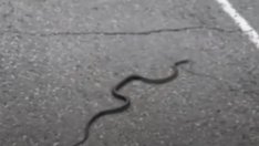 Змиите изпълзяха след обилните дъждове