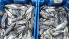 Турските рибари очакват богат улов на паламуд и хамсия от началото на септември