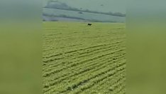 Появи се ново ВИДЕО с хищника от Шумен