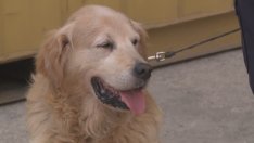 Митницата във Варна пенсионира 12-годишното куче Тàнго