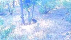 Нов сигнал за черната пантера от Шуменското плато