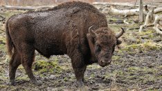 Ефективна присъда за убийство на зубър край Разград 