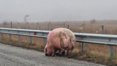 Едро прасе се разходи по АМ "Тракия"