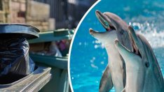 Мъртвите делфини в Бургас - от защитен вид