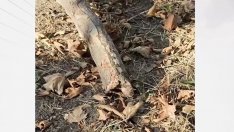 Клон се стовари върху дете във Варна: Майката завежда дело срещу общината