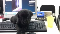 77,16% от населението на Варна е преброено към 1 октомври