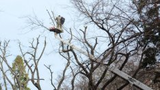 Продължава резитбата на сухи клони във Варна