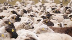 БАБХ: Няма риск за хората след загробването на овцете край Първомай