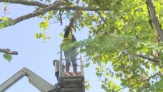 Режат сухи дървета в центъра на Варна