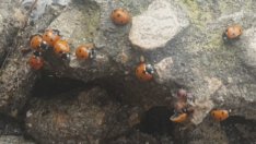 Нашествие от калинки във Варна