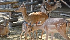 Варненският зоопарк откри "Месец на дарителите"