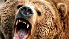 Бриджит Бардо помага на мечки алкохолици