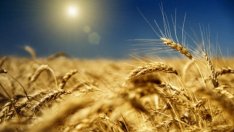 Земеделският министър: Пшеница има! И за нас и за износ