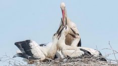 Увеличена е популацията на щъркели у нас