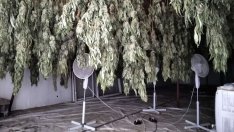 Баща и син влизат в затвора заради оранжерия с марихуана край Варна