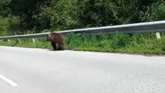 Мечки шарят из Ловешко