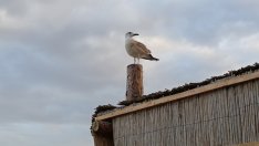 Студено време на много места в страната в днешния ден