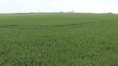 Земеделци от Добруджа: Горива и торове повличат цената на хляба!