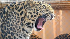 Близо 200 000 лв. безвъзмездна финансова помощ от Европа за варненския зоопарк