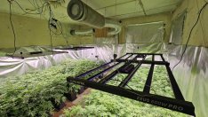 Полицията разкри наркооранжерия край Варна, арестува британец