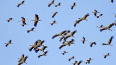 След врабчетата, броим и щъркелите у нас