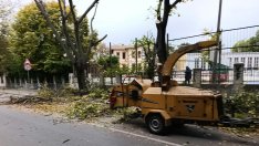 Орязаха клони на дървета край училище в центъра на Варна