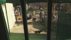 Семейство отглежда в дома си вълк и... лисица