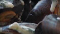 Мидите изчезнаха от менютата в капанчетата по морето (ВИДЕО)