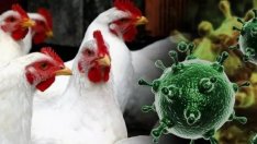 Избухна вторично огнище на птичи грип в Генерал Тошево