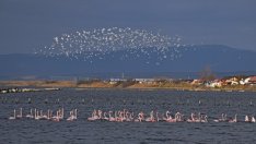 Божествената красота: Стотици розови фламинго кацнаха край Поморие