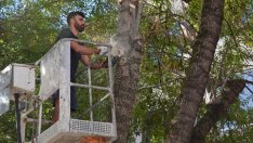 Премахват сухи и опасни клони и дървета от училища и детски градини във Варна