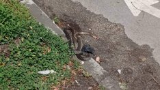 Змии и плъхове изпълзяха от високите треви във Варна (СНИМКИ)