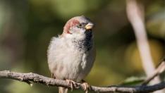 Преброиха 4627 врабчета в 497 места у нас