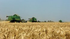 България очаква изключително богата зърнена реколта