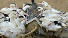 БАБХ откри огнище на Инфлуенца по птиците