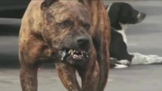 Питбулът нахапал преди година приятеля на убитата си стопанка във Варна