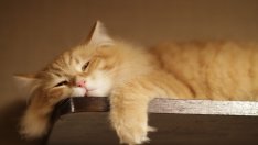 На каква възраст ставаме мързеливи?