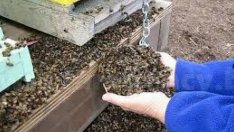 Мор на пчели в района на Русе, Добрич и Силистра