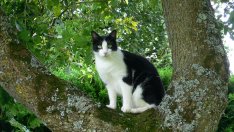 Котка живее повече от 9 години в хралупа