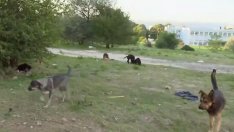 Във "Владиславово" са притеснени от глутница бездомни кучета