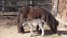 Шотландско пони е първото бебе за 2021 във варненския зоопарк