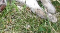 Садизъм във Варна: Майка откри разчленена котка, докато води детето си на градина