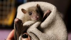 Глобалното затопляне води следваща пандемия