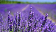 Земеделци в Добруджа изкореняват насажденията си от лавандула 