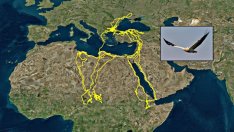 Застрашен египетски лешояд, посетил 22 държави, бе убит в България	