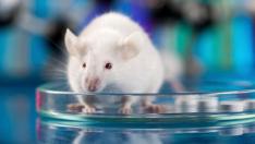 Мутирал щам на COVID циркулира между хора и животни