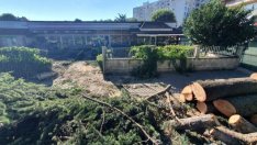 Отрязаха част от кедрите в центъра на "Аспарухово"